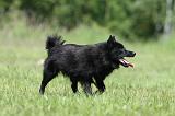 SCHIPPERKE 325